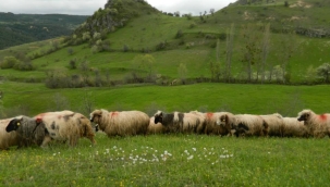 Yetiştiriciler, Yöresel Hayvancılığa Verilecek Hibe Destekten Memnun