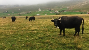ANADOLU MANDA ISLAH PROJESİ, MALAK AĞIRLIKLARINDA GÖZLE GÖRÜLÜR ARTIŞ GETİRDİ