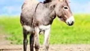 EŞŞEK DERKEN BİR DAHA DÜŞÜNÜN! 