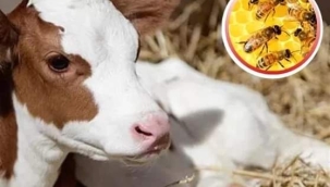 Hayvancılık Destek ödemeleri 'Başvurular Devam Ediyor'