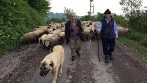 HAYVANCILIKTA ÇIĞIR AÇAN DESTEKLER!