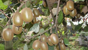 Hobi Olarak Başlamıştı: Coğrafi İşaretli Kivinin Getirisi, Yıllık 100 Milyon TL