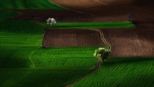 HOLLANDA TARIM POLİTİKASI: Gelin, bakın bakalım Hollanda nasıl dünya tarım devi olmuş? 