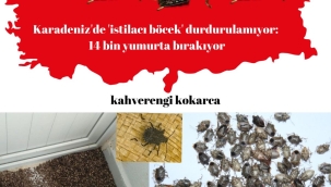Karadeniz'de 'istilacı böcek' durdurulamıyor: 14 bin yumurta bırakıyor