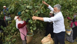 KARADENİZ FINDIĞININ KALİTESİ BİR KEZ DAHA İSPATLANDI