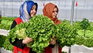 KOCAELİ'DE VOLKANİK CÜRUF İLE TOPRAKSIZ TARIMIN BAŞARISI 