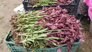 SAMSUN, TÜRKİYE`NİN SALEP ÜRETİMİNDE TAHTINI KURDU: REKOR ÜRETİMLE ZİRVEDE!