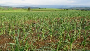 Taşköprü'de her yerde yetişiyor! Yiyenlerin tansiyonunu düşürüyor!