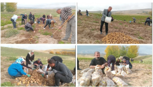 Van'da 60 kişilik kooperatif, patates hasadına başladı