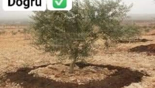 Ağaç Kışlık Bakım - Gübreleme 