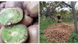 ÇİFTÇİ PERİŞAN TÜKETİCİ PERİŞAN 