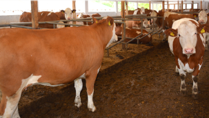 Düve alım desteği başvuruları başlamıştır...