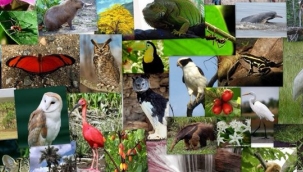 GEN KAYNAKLARIMIZ VE İKLİM DEĞİŞİKLİĞİ Fauna/Hayvan/cılık ve İklim...