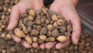 Karadenizliler fındığı bırakıp bu üründen yetiştirmeye başladı! Talebe yetişemiyorlar...