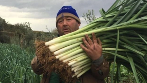 Manisalı üretici 35 yıl sonra ata tohumlarıyla sebze yetiştirmeye başladı