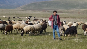 Muş'ta havaların sıcak gitmesi hayvancılıkla uğraşan çiftçilerin yüzünü güldürüyor