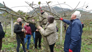 Ordulu Vatandaşlara 'Kivi Budama' Eğitimi
