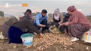 YÜKSEKOVA'NIN TOPRAKLARINDAN BEREKET FIŞKIRIYOR