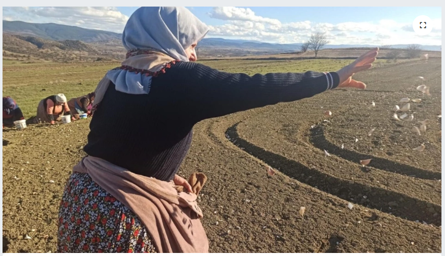 'Beyaz Altın' Kastamonu Taşköprü Sarımsağının Toprakla Buluşma Hikâyesi (Sarımsak Nasıl Dikilir?)