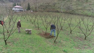 FINDIK BAKIM VE BESLEME PROĞRAMI 