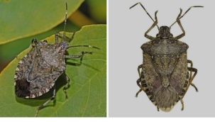 Gördüğün yerde imha et!