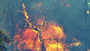 Turan Ateş yazdı : YANAN-YAKILAN ORMANLARIMZ..