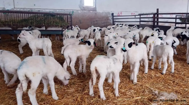 Amasya'da kuzu doğum sezonu bereketli geçiyor