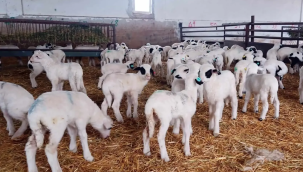 Amasya'da kuzu doğum sezonu bereketli geçiyor