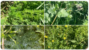 Mehmet Tülüce: Kalabalıklar sizin olsun, bana bahar çiçekleri yeter..