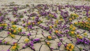  Dünya varsa, umut'ta var! 