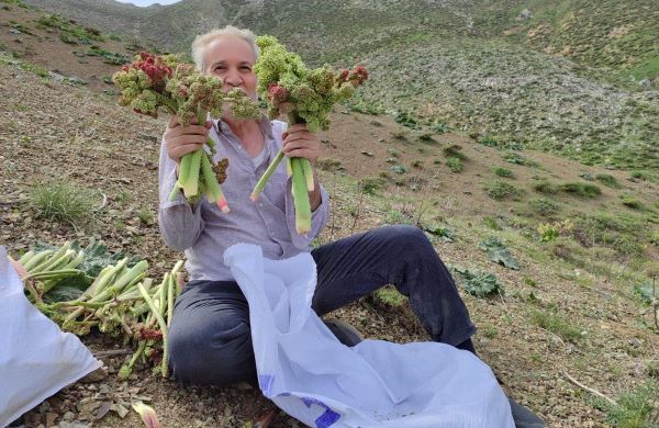 Işkın toplamak dağlara tırmandılar