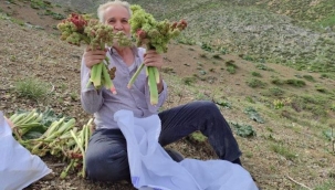 Işkın toplamak dağlara tırmandılar