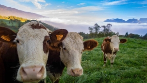 AB'de hayvan sayısı geriliyor