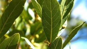 DEFNE AĞACI HİKAYESİ 