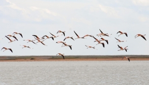 Mumbai'de uçağın çarpması sonucu onlarca flamingo öldü