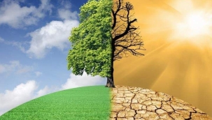 Ormanlarımızı nasıl güçlendirebilir ve iklim değişikliğiyle başa çıkmalarına nasıl yardımcı olabiliriz?