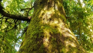 Yaşlı ormanlar birer karbon saklama kapları mı?