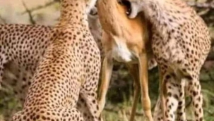 Eğer ölüm kaçınılmaz ise neden korku içinde olacaksınız