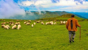 Türkiye'de 150 bin Yabancı Çoban Aranıyor! Öncelik Afganlı ve Türki Cumhuriyetler