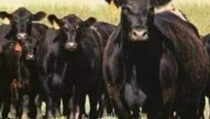 DİKKAT TESBİTLER YAPILIYOR 