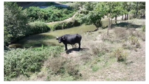 İstanbul'un Pirinççi Köyünde Manda Ürünleri Geleneksel Yöntemlerle Üretiliyor 