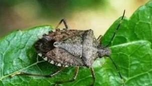 ÖLÜM BÖCEĞİ : KAHVERENGİ KOKARCA