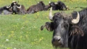 MANDA YUVA YAPSADA SÖĞÜT DALINA, DOYUM OLMAZ YOĞURDUNUN TADINA 
