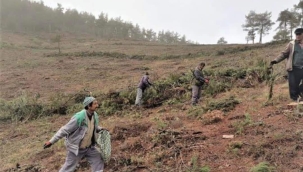 Ormanların traşlama olarak kesilmesinin çevreye etkisi var mı? 