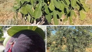 Zeytin ve İncir Ağacı... 