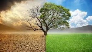 Ağaçları daha fazla keserek iklim değişikliğiyle mücadele edemeyiz!