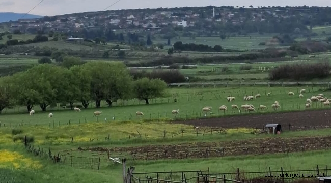 65 YAŞ KRİZİ TAPU DAİRELERİNİ KİLİTLEDİ 