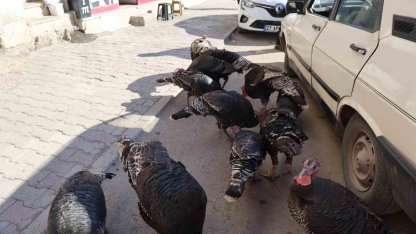 Adana’da ilginç görüntü: Hindiler çarşıda gezdirilerek satılıyor