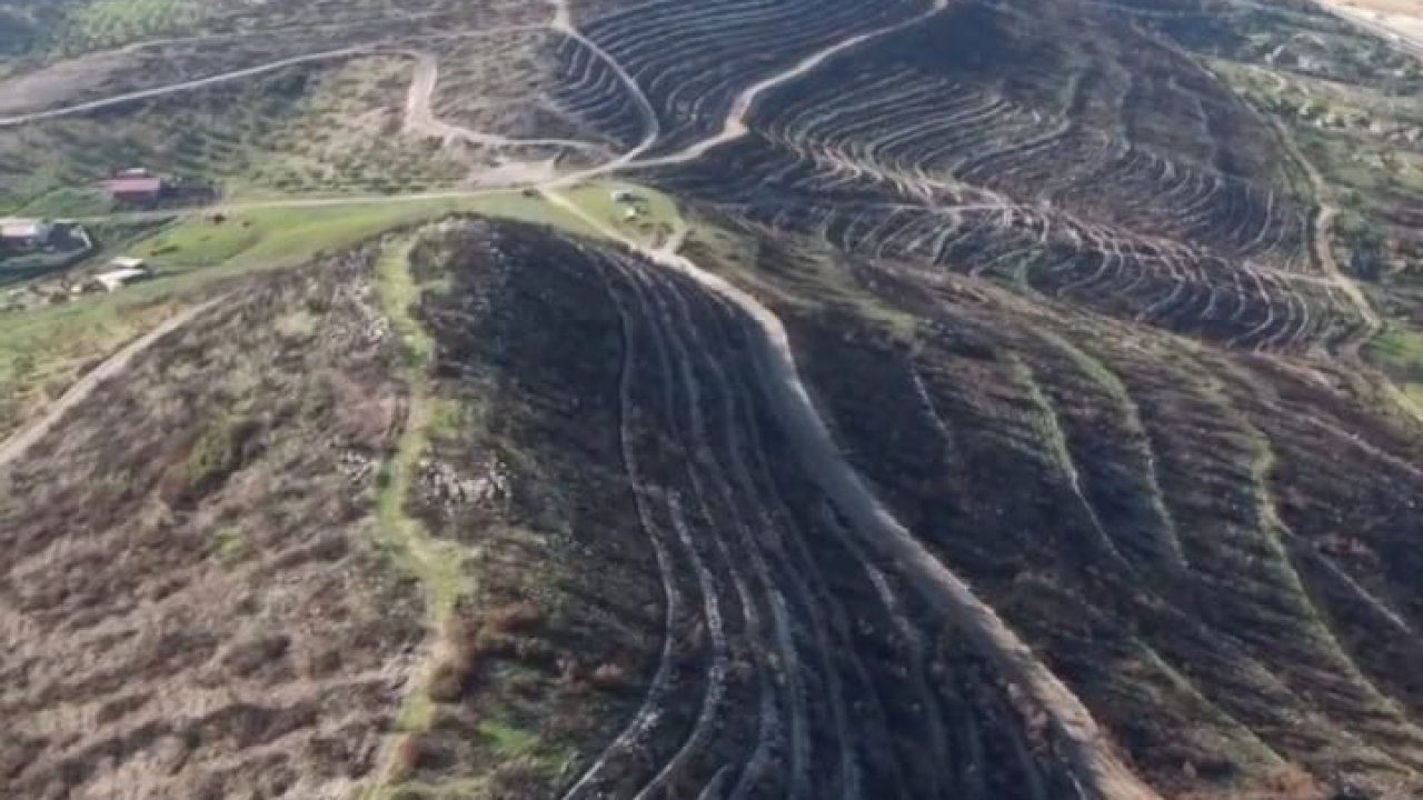 Aliağa ve Foça’da yanan orman alanları yeniden yeşile kavuşuyor