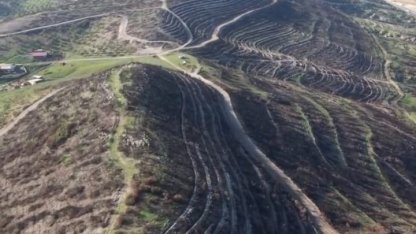 Aliağa ve Foça’da yanan orman alanları yeniden yeşile kavuşuyor